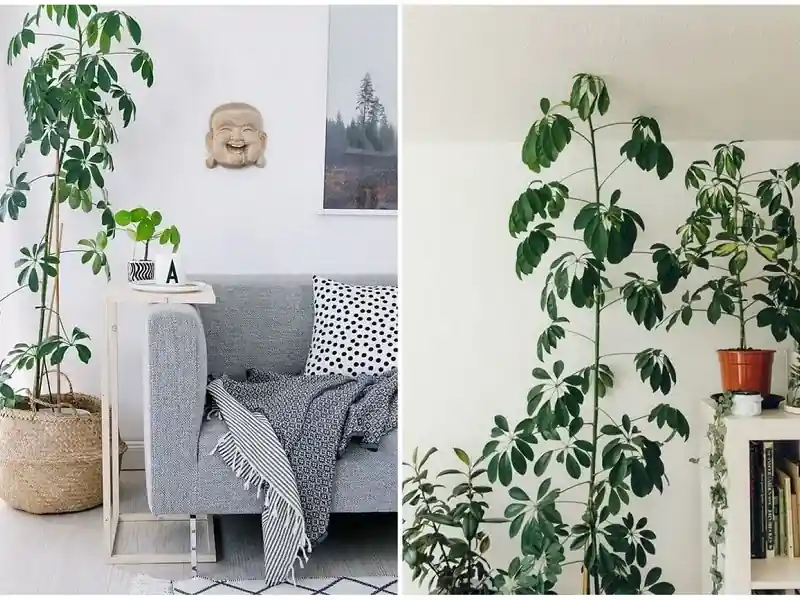 10 planter som er verdt å ha i ditt hjem